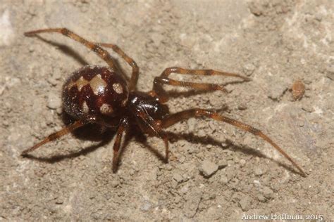 NJ Spiders | Pictures of Spiders in New Jersey - Western Pest Services