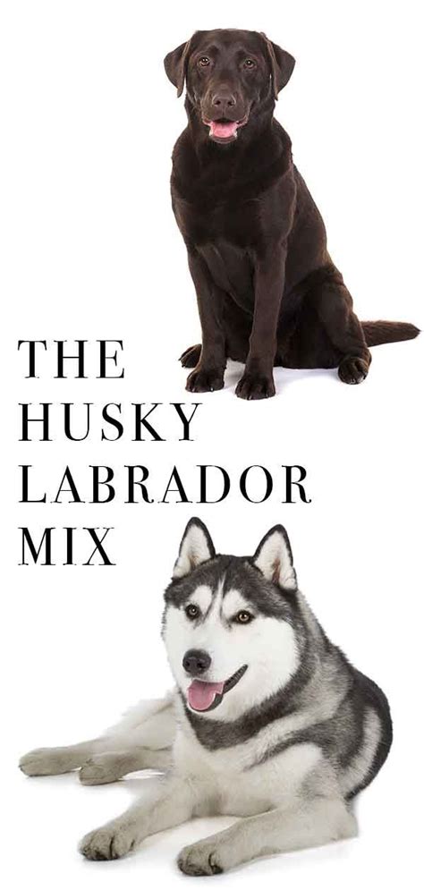 Husky Lab Mix - Labsky Breed Traits and Care