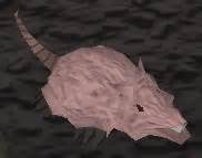 Brine rat - Bestiary :: Tip.It RuneScape Help :: The Original RuneScape Help Site!