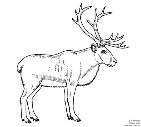 drawing of reindeer – Line art illustrations