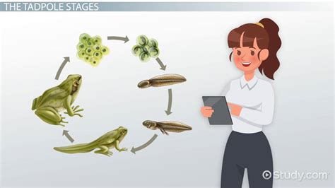 Tadpoles | Definition, Development & Life Cycle - Video & Lesson Transcript | Study.com