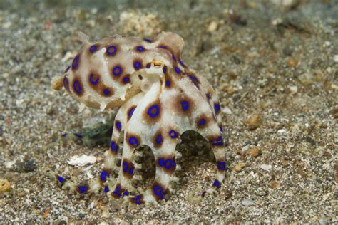 Blue-Ringed Octopus Facts