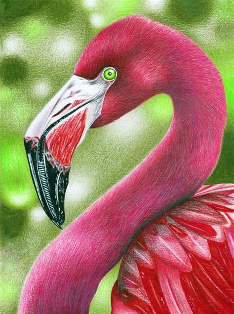 Flamingo Art Video | Drawings, Flamingo art, Art