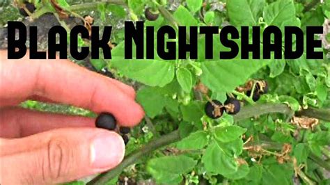 Black Nightshade Berries: A Misunderstood Wild Edible — Four Season ...