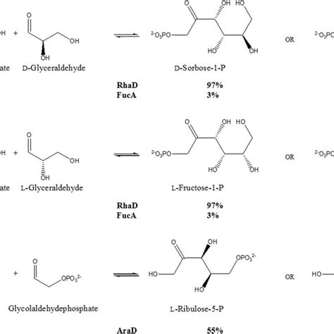 4-Epimerization reactions of sugar phosphates by class II aldolases and... | Download Scientific ...