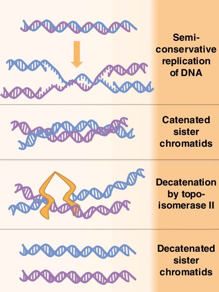 The formation of catenations and their resolution by topoisomerase II ...