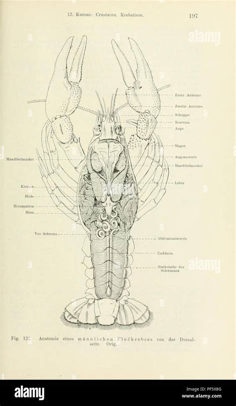 Astacus anatomy 1 Stock Photo - Alamy