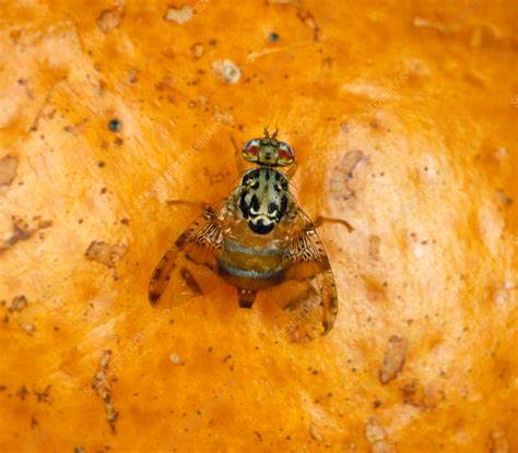 Mediterranean fruit fly - Stock Image - C021/9704 - Science Photo Library