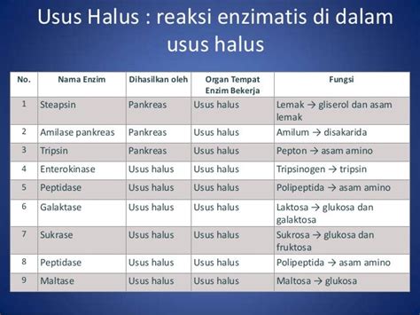 Sistem pencernaan manusia