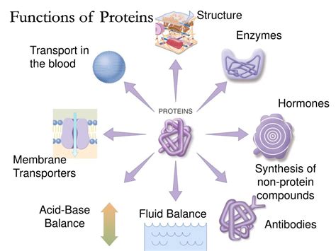 PPT - Protein & Amino Acids PowerPoint Presentation, free download - ID:6034473