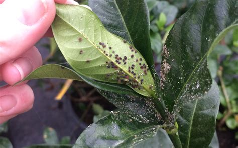 How To Control Aphids On Indoor House Plants - Public Kitchen