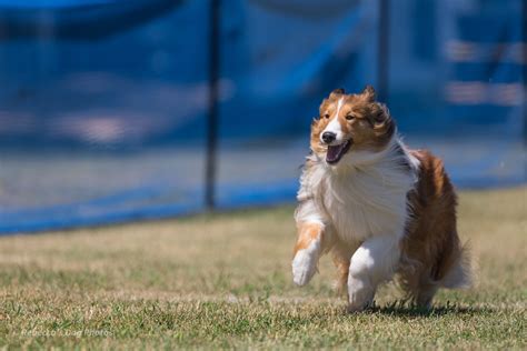 Fast CAT - Preparing For Your First Test - Beyond The Q Dog Sports