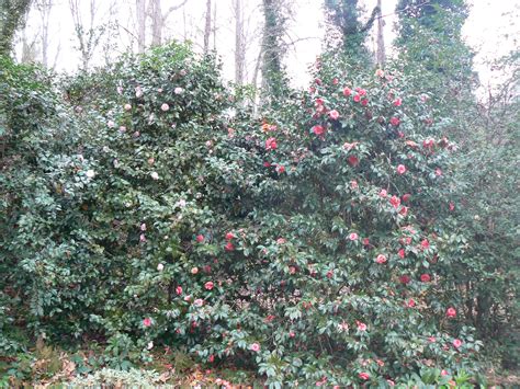 Camellias – Recreating Eden Landscape Blog