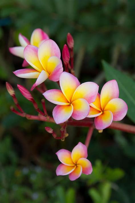 53 best images about Frangipani tattoos on Pinterest | Exotic flowers, White rainbow and The ...