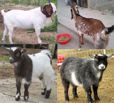 Goat Breeds | Modern Farming Methods