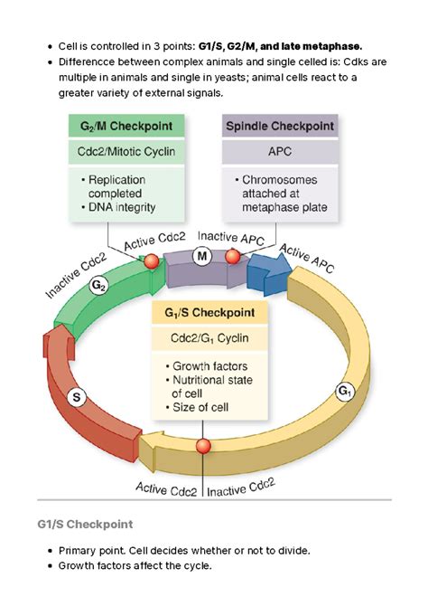 10 Cell Cycle Checkpoints - Cell is controlled in 3 points: G1/S, G2/M, and late metaphase ...