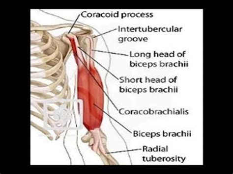 Two Minutes of Anatomy: Bicipital Groove - YouTube