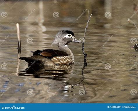 Female wood duck stock image. Image of wood, spring - 143184481