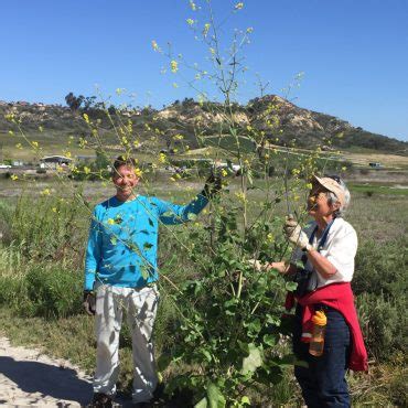 Black Mustard (not native) | Nature Collective