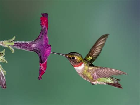 Do Birds Pollinate Flowers - Learn Which Birds Pollinate