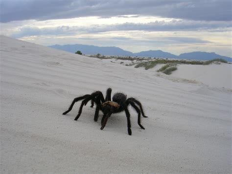 Tarantula at White Sands, NM | White sands new mexico, Sand, White sand