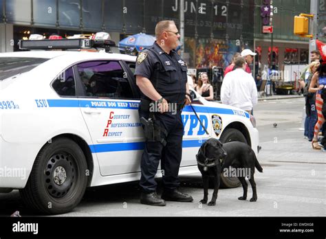 NYPD K-9 unit police dog and handler, Times Square, Manhattan, New Stock Photo: 84514088 - Alamy