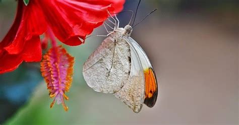 Butterfly Nectar Plants | A Mountain Mama's Epicure