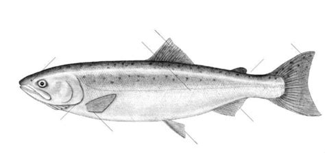 Salmon external anatomy Diagram | Quizlet