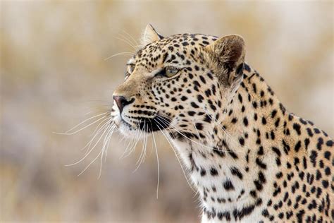 Photography Duo Patiently Stalks Leopard in Natural Habitat for ...