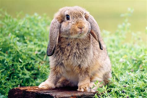 Mini Lop Rabbits | USA Rabbit Breeders