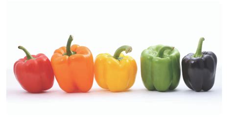 My Top Bell Pepper Varieties for Hydroponic Gardens - NoSoilSolutions