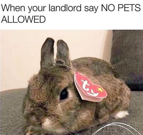 The 30 Best Bunny Rabbit Memes - Hop to Pop