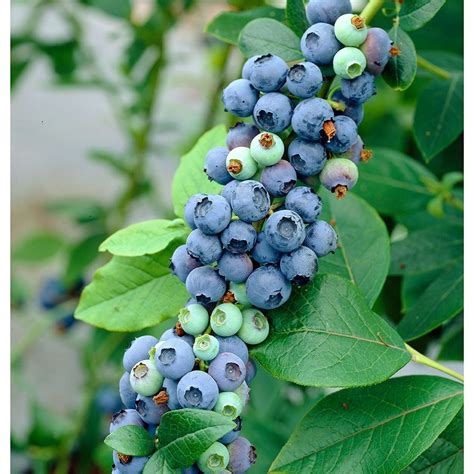 Blueberry Vaccinium corymbosum | White Flower Farm