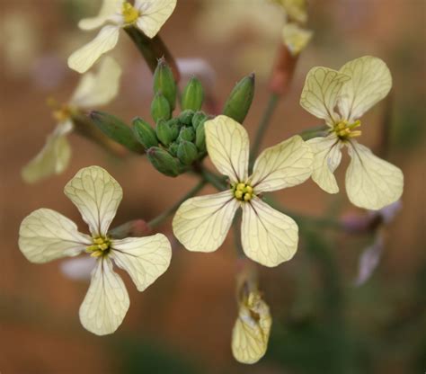 Wild radish | Agriculture and Food