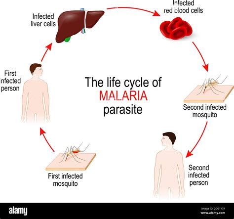 life cycle of a malaria parasite (from First infected mosquito to Second infectedperson ...