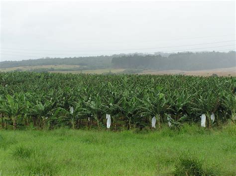 Banana plantation Hawaii | Banana plantation in Hawaii. | Flickr