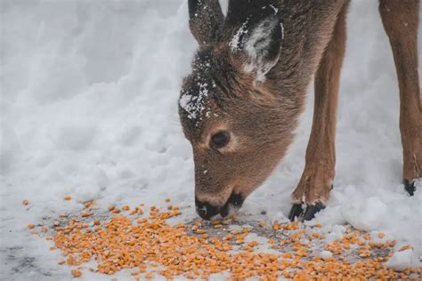 Can Deer Smell Corn? awesome feeding and baiting tips – Gun Tradition