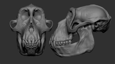 ArtStation - Anatomical ape skull | Resources