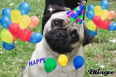 Image result for happy birthday pug photos | Birthday pug, Happy birthday pug, Pug photos