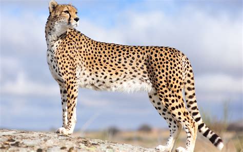 Wallpapers of Cheetah (72+ images)