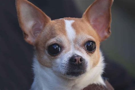 A Chihuahua is a tiny dogs that is active, playful, moody, and loving