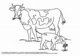 Coloring Pages Of Cows For Kids sketch template