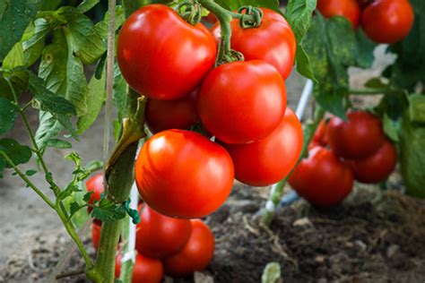 What Are Heirloom Tomatoes? The Hybrid vs. Heirloom Guide | Dengarden