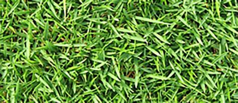 Zeon Zoysia Sod | Atlanta Metro Sod