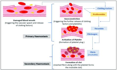 Stages Of Hemostasis