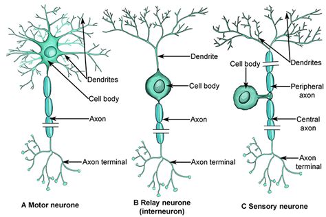 Sensory Neuron Diagram Labeled