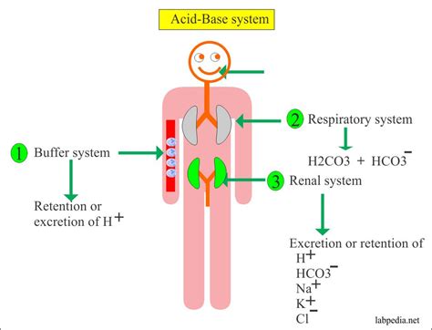 Arterial Blood gases (Blood Gases), Acidosis and Alkalosis (Acid-Base ...