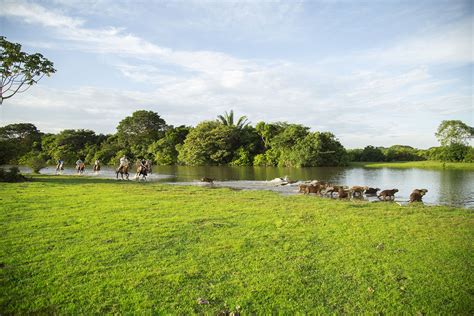 Los Llanos | Corocora Wildlife Camp