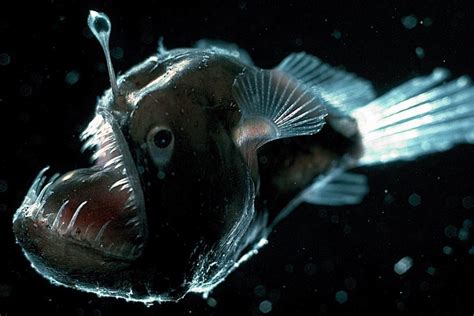 What Is an Anglerfish? - Earthpedia - Earth.com