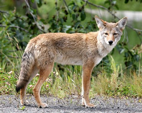 Texas Hill Country Coyotes Can Infiltrate Urban Areas